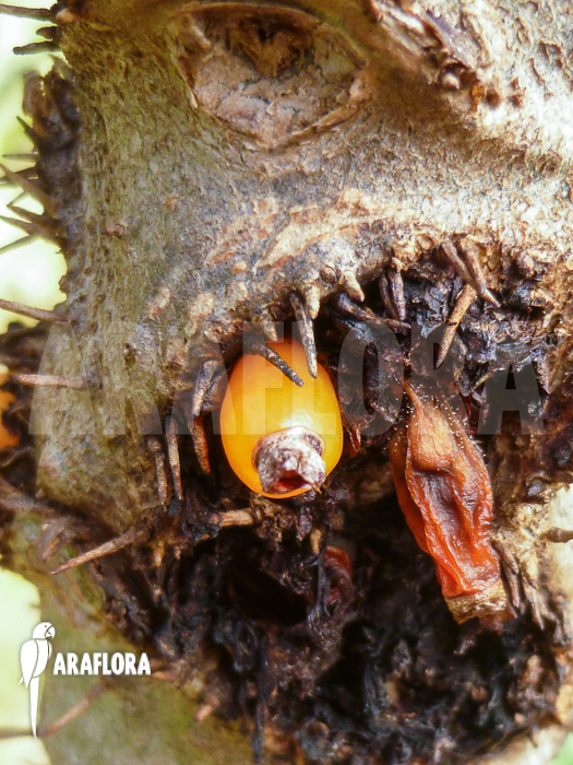 Myrmecodia tuberosa fruits