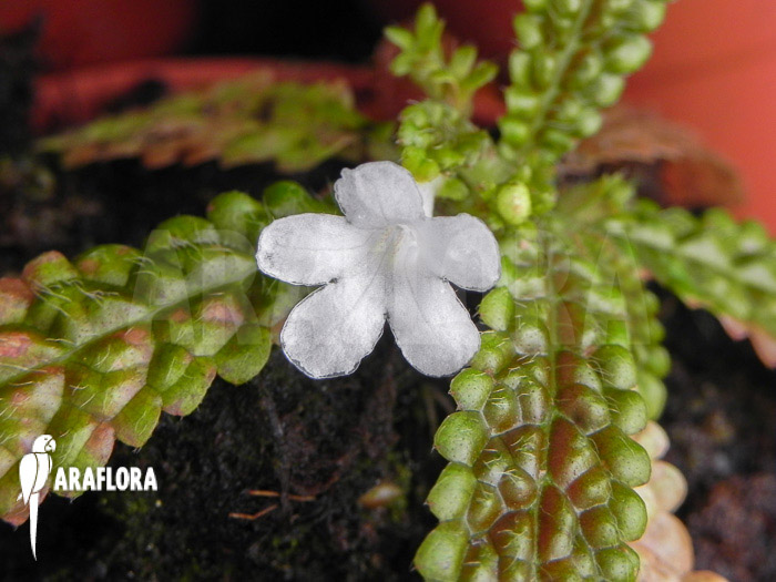 Nautilocalyx pemphidius flower