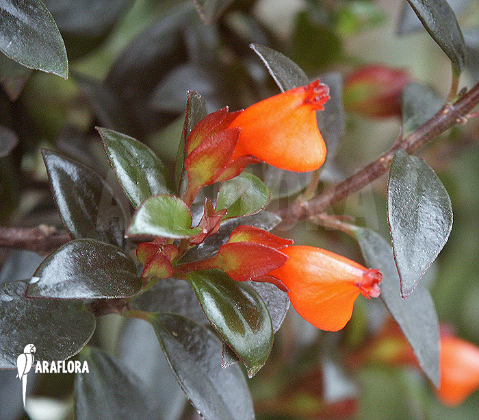 Nematanthus gregarius