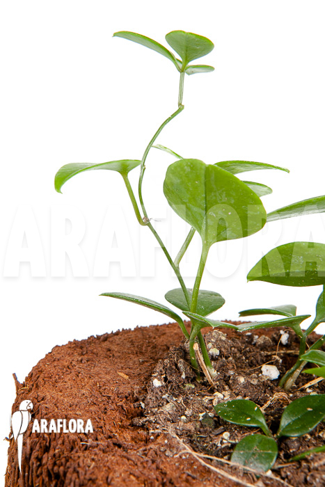 Neoalsomitra sarcophylla