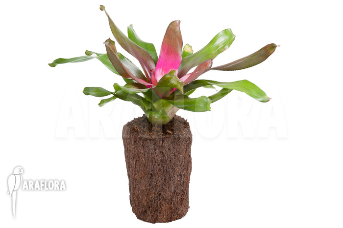Neoregelia ‘Purple’