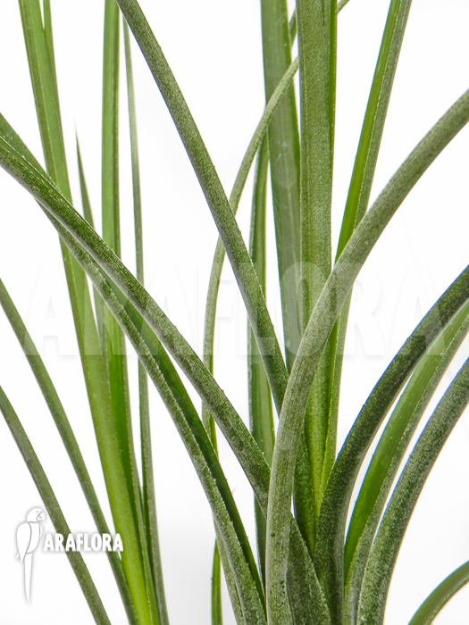 Neoregelia ‘Abendrothae’