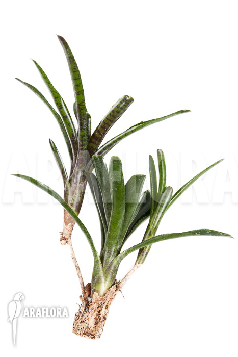 Neoregelia ampullacea ‘Purple’ Starter