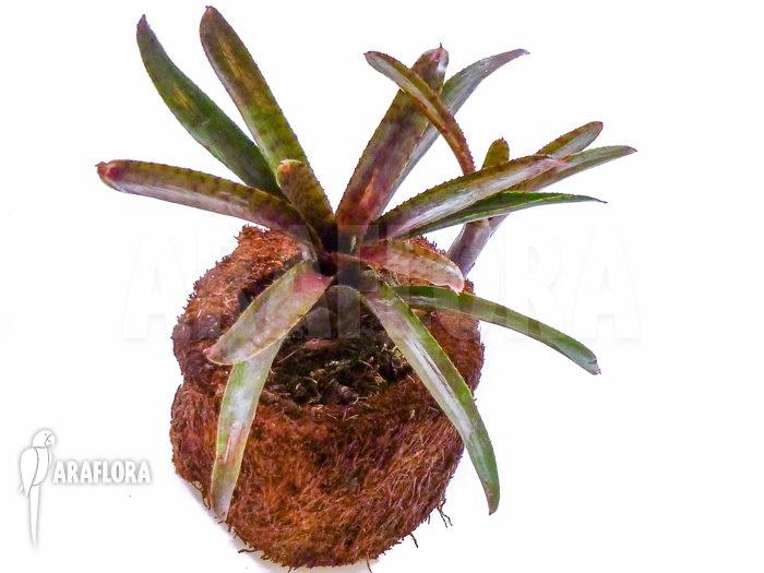 Neoregelia ampullacea ‘Red Clone’