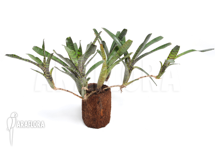 Neoregelia ampullacea ‘Black Tiger’