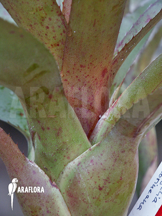Neoregelia camorineana