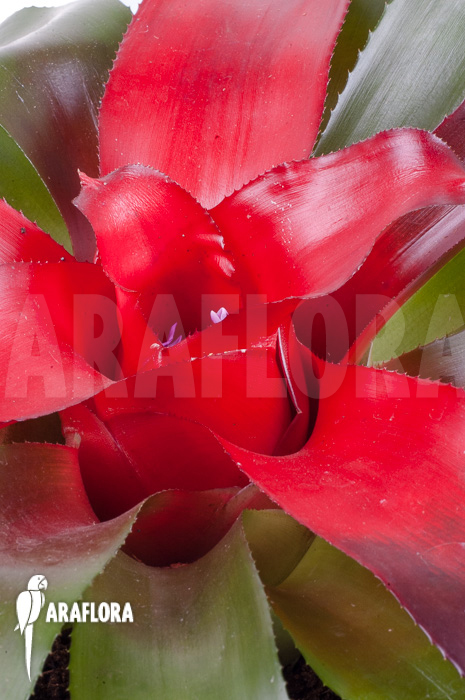 Neoregelia carolinae ‘Meyendorf’