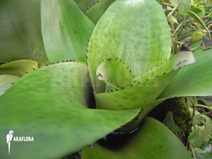 Neoregelia-concentrica-1