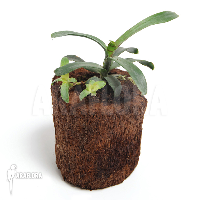 Neoregelia lilliputiana