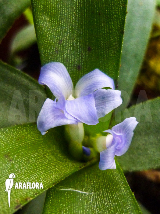 Neoregelia lilliputiana flower