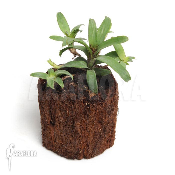 Neoregelia lilliputiana ‘L’