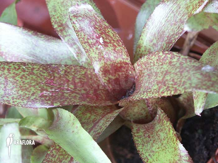 Neoregelia x ‘Atlantis’