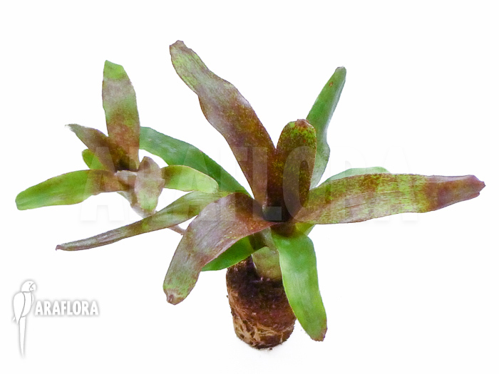 Neoregelia x ‘Atlantis’ Starter