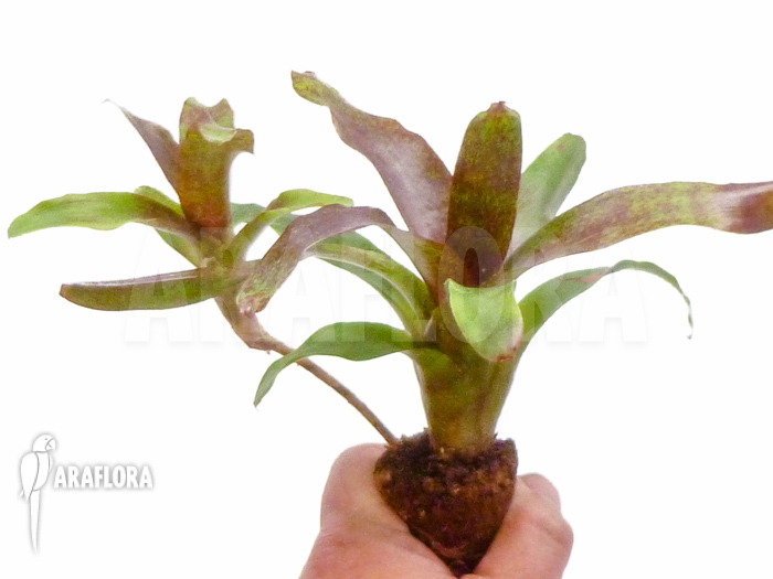 Neoregelia x ‘Atlantis’ Starter