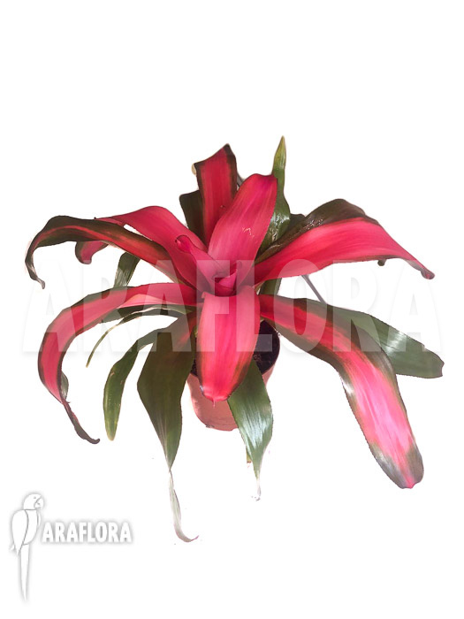 Neoregelia x ‘New Pink’
