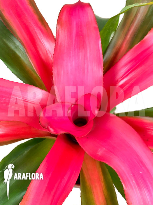 Neoregelia x ‘New Pink’