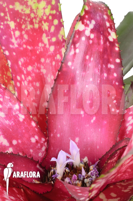 Neoregelia x ‘Pink Dots’