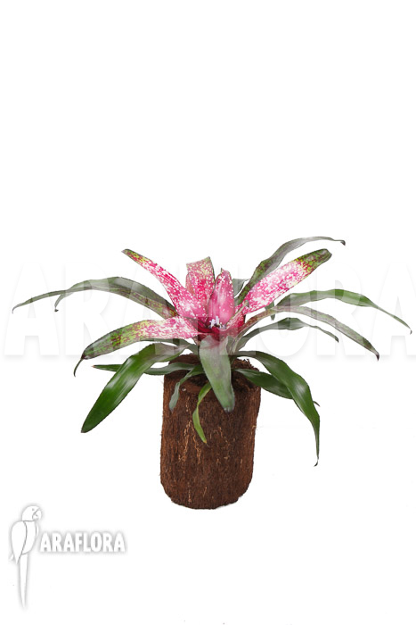 Neoregelia x ‘Pink Dots’