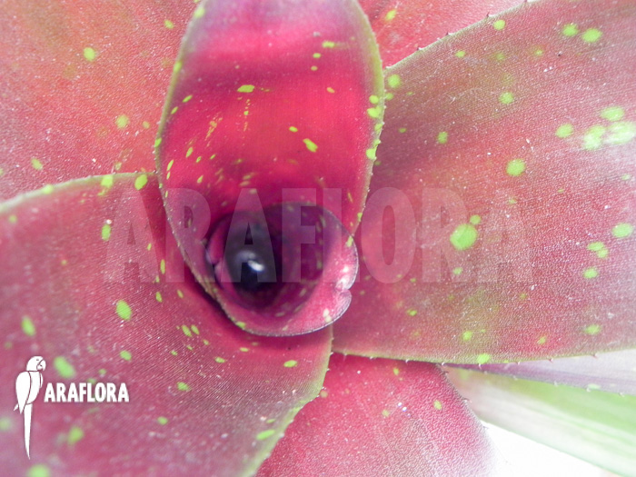 Neoregelia x Royal Burgundy