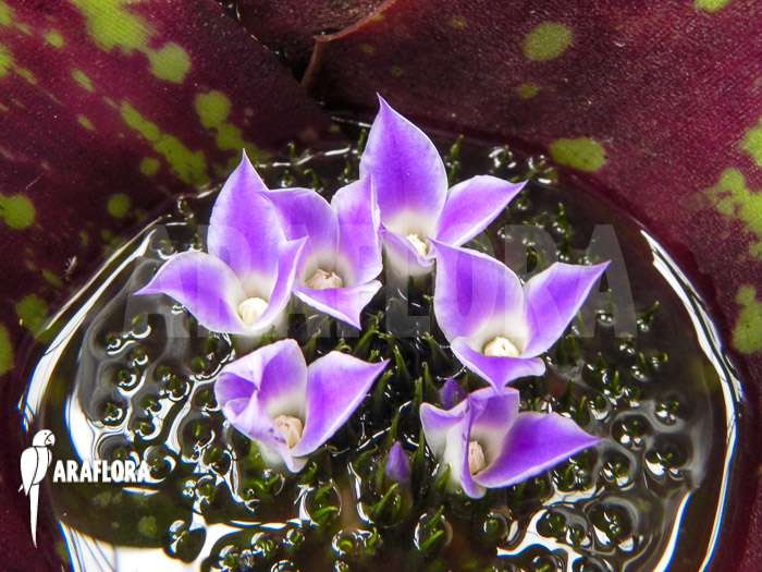 Neoregelia x Syavalley