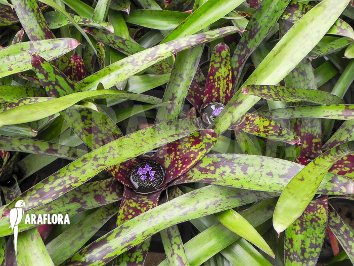 Neoregelia x Syavalley