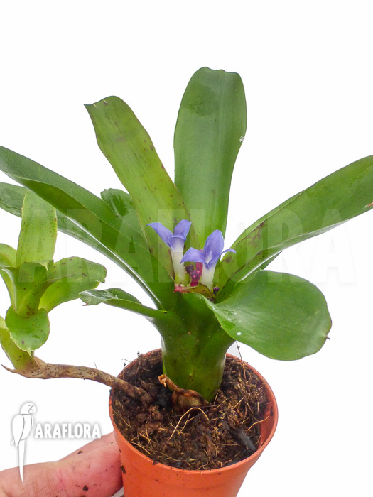 Neoregelia ‘Chiquita Linda’