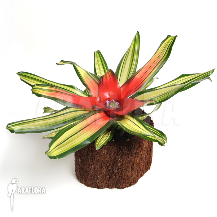 Neoregelia x ‘Mme van Durme’