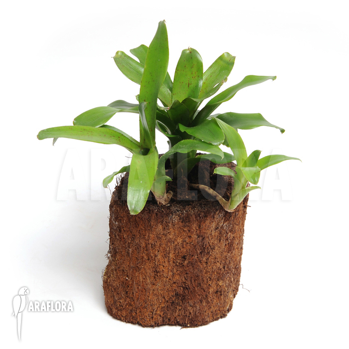 Neoregelia x ‘Narciss’