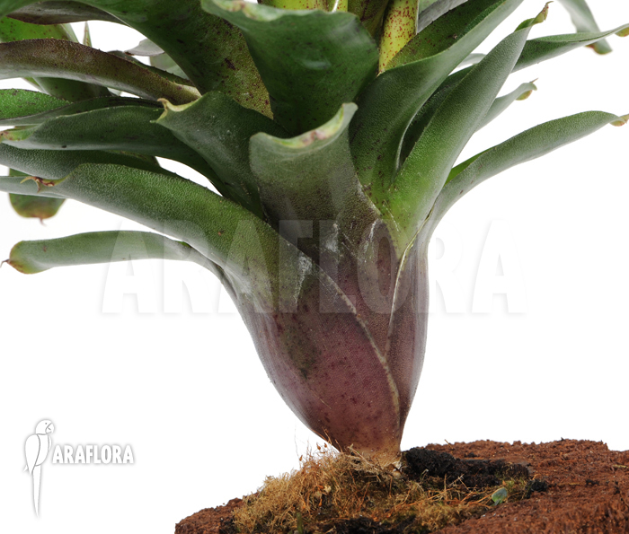 Neoregelia x ‘Species Colombia’