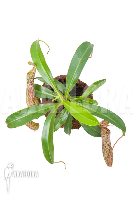 Nepenthes ‘Art Vogel’