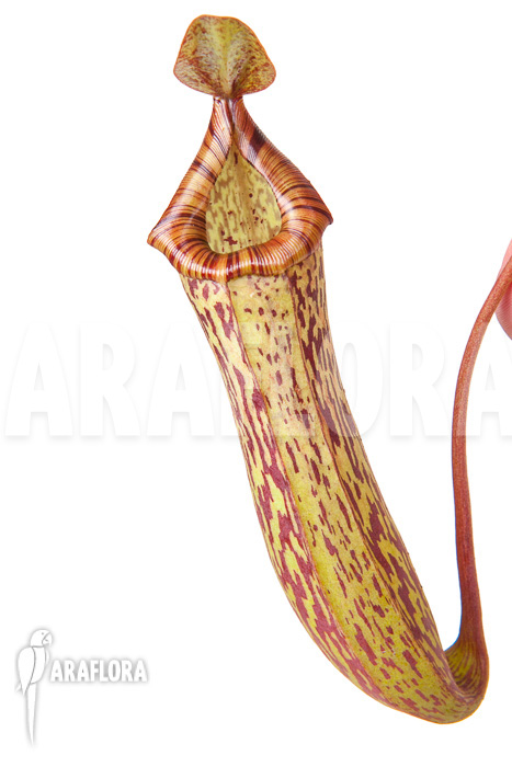 Nepenthes ‘Art Vogel’
