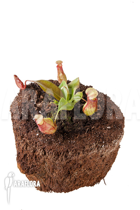 Nepenthes x ‘Gaya’ ‘S’