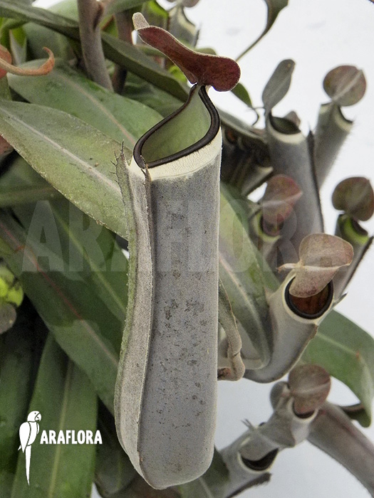 Nepenthes albo-marginata ‘Grey’