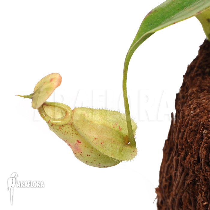 Nepenthes rafflesiana