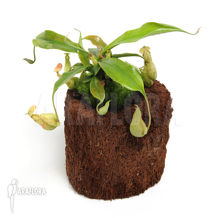 Nepenthes rafflesiana