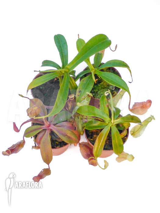 Nepenthes special 4 Starter package