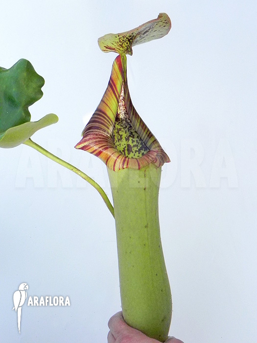 Nepenthes truncata