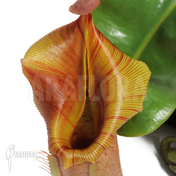 Nepenthes veitchii