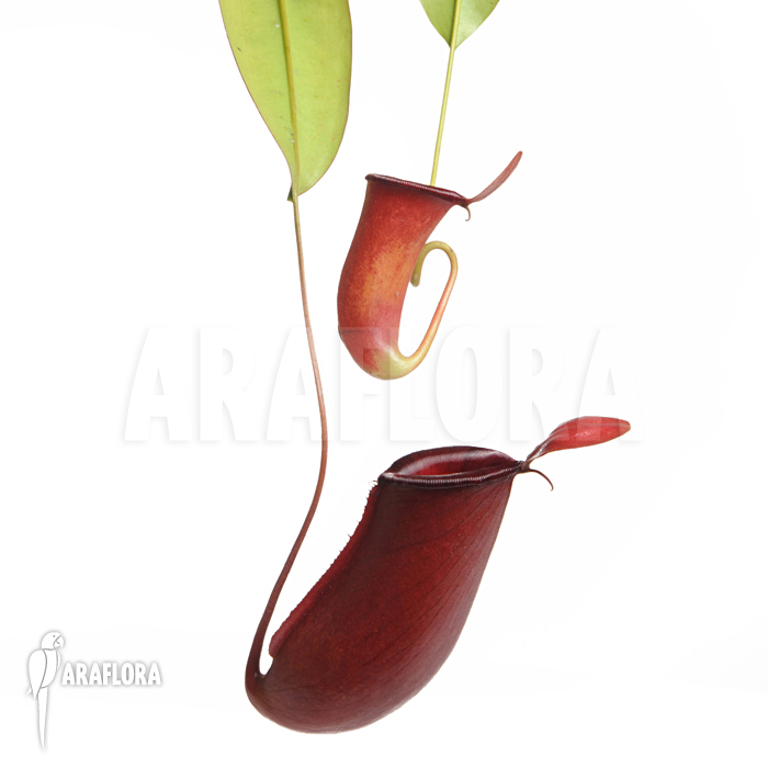 Nepenthes x ‘Bloody Mary’