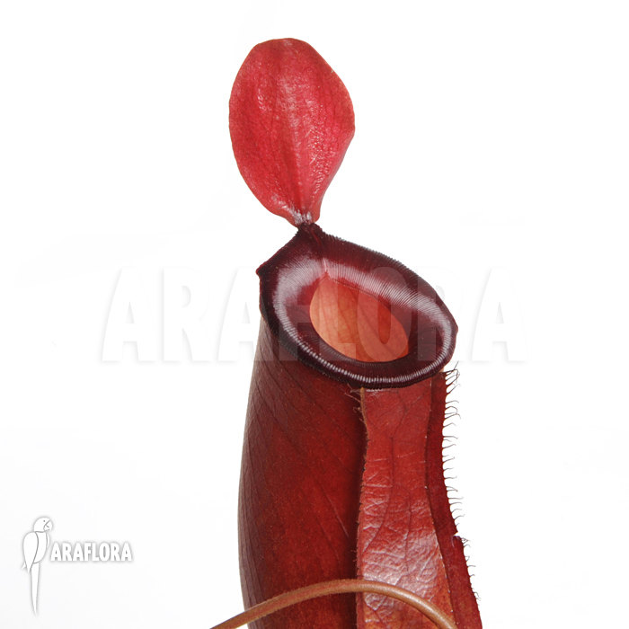 Nepenthes x ‘Bloody Mary’