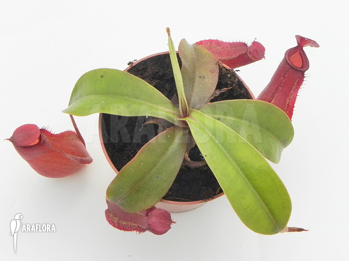 Nepenthes x ‘Bloody Mary’ ‘M’