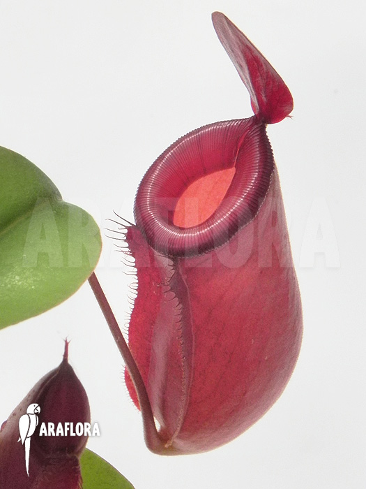 Nepenthes x ‘Bloody Mary’ ‘M’
