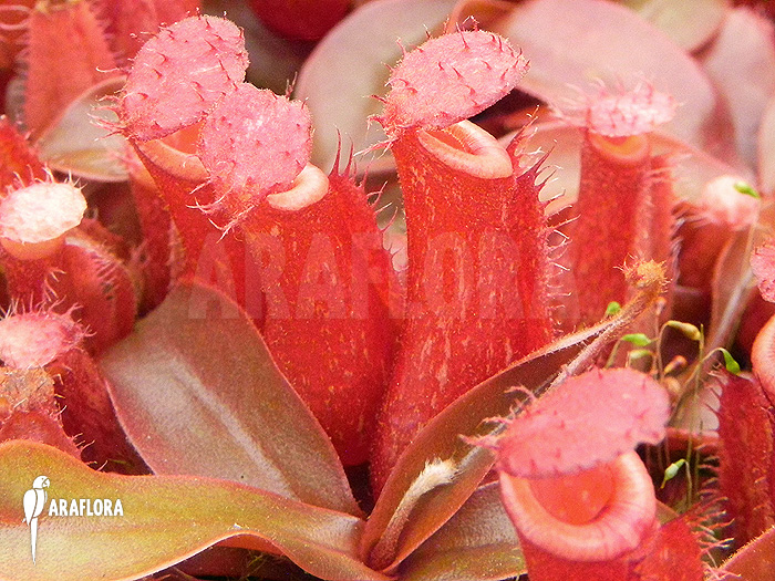 Nepenthes x ‘Bloody Mary’ ‘S’