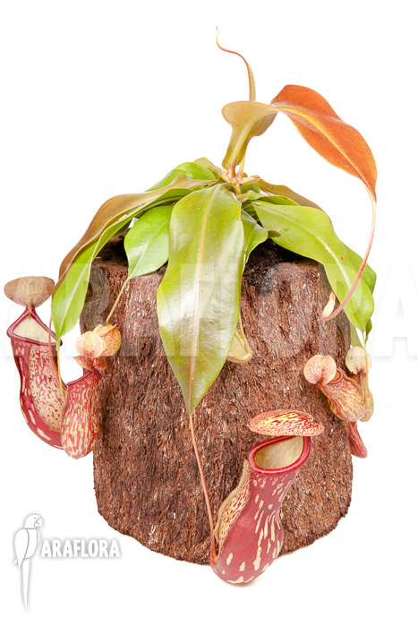 Nepenthes x ‘Gaya’