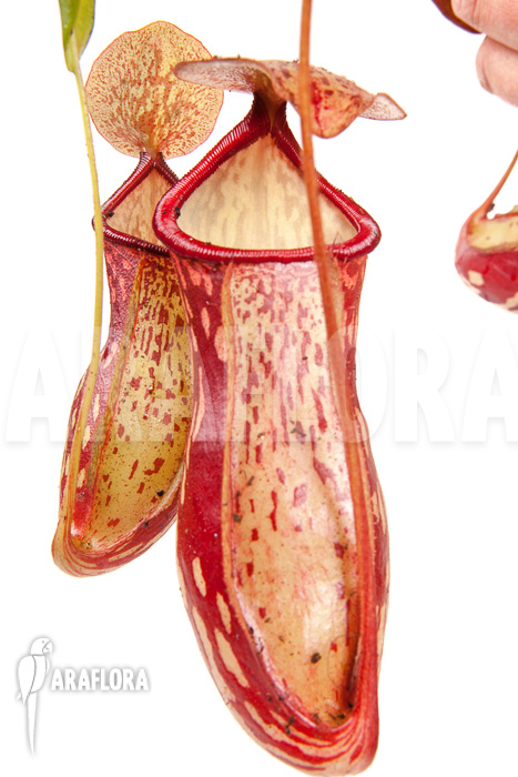Nepenthes x ‘Gaya’ ‘L’