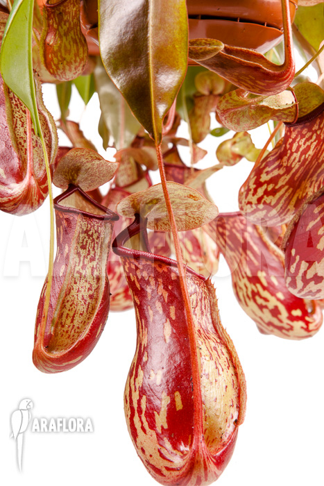 Nepenthes x ‘Gaya’ ‘L’
