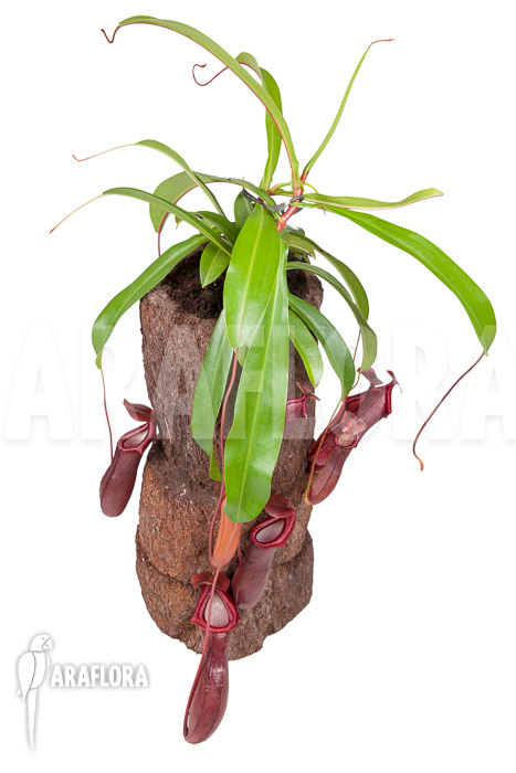 Nepenthes x bill bailey