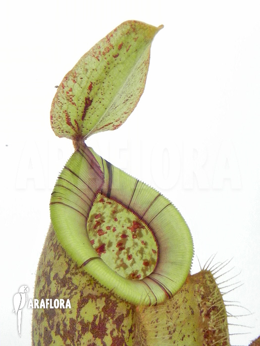 Nepenthes x hookeriana ‘Dark’