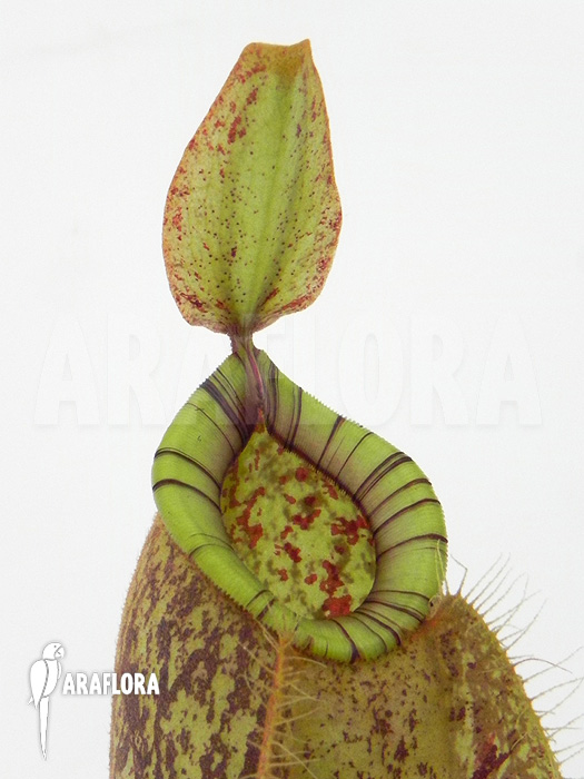 Nepenthes x hookeriana ‘Dark’