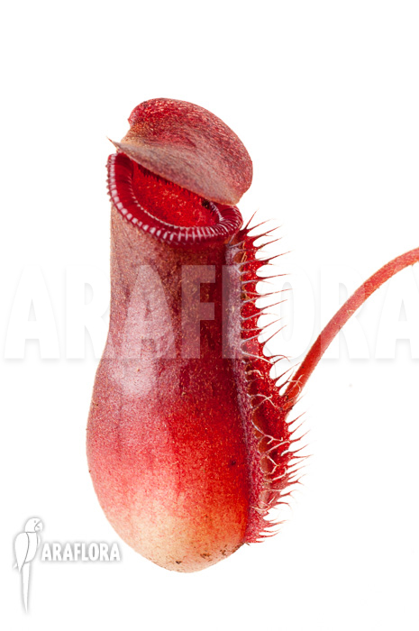 Nepenthes x lowii x ventricosa ‘S’